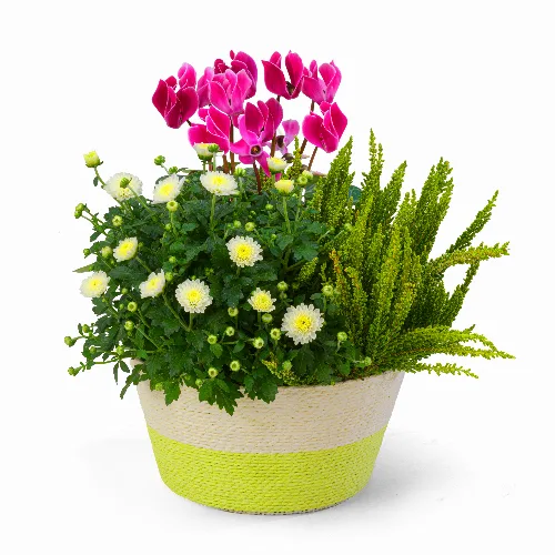 Herbstarrangement mit Alpenveilchen