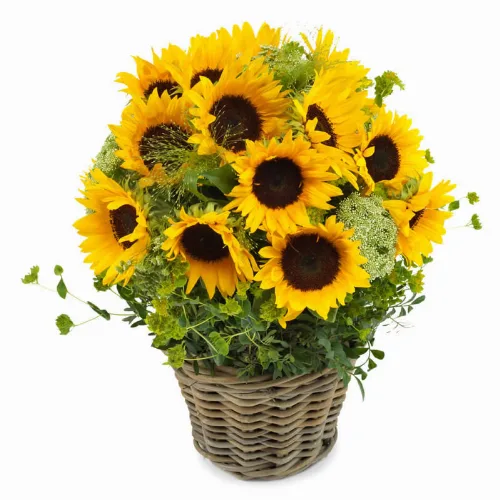 Sonnenblumen-Traum